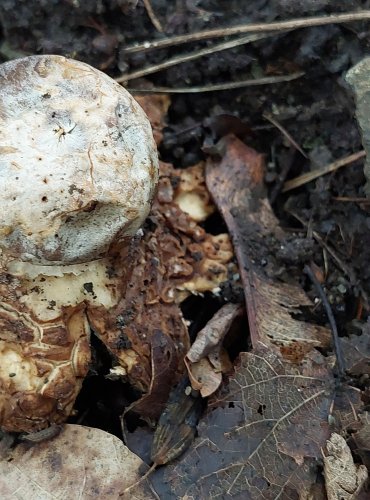 HVĚZDOVKA TUHOVÁ (Geastrum coronatum) FOTO: Marta Knauerová, 9/2023