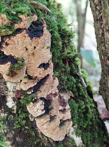 OHŇOVEC RYBÍZOVÝ (Phylloporia ribis) FOTO: Marta Knauerová, 9/2023