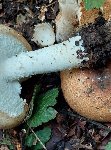 ŽAMPION CÍSAŘSKÝ (pečárka císařská) Agaricus augustus, FOTO: Marta Knauerová, 9/2023