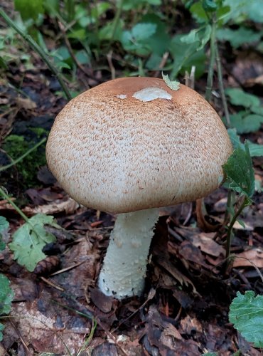 ŽAMPION CÍSAŘSKÝ (pečárka císařská) Agaricus augustus, FOTO: Marta Knauerová, 9/2023