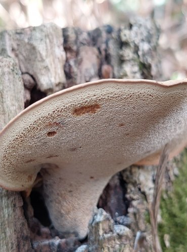 CHOROŠ MĚNLIVÝ (Polyporus varius) FOTO: Marta Knauerová, 9/2023