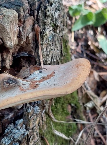 CHOROŠ MĚNLIVÝ (Polyporus varius) FOTO: Marta Knauerová, 9/2023