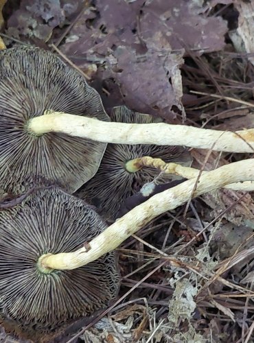 TŘEPENITKA SVAZČITÁ (Hypholoma fasciculare) FOTO: Marta Knauerová, 9/2023