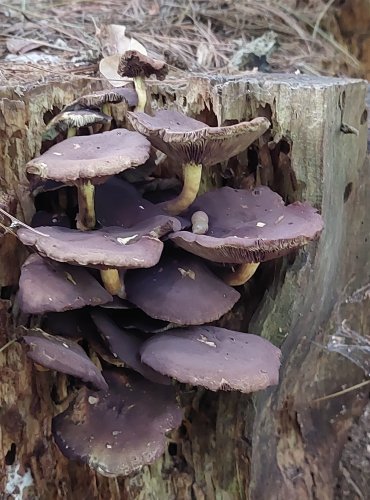 TŘEPENITKA SVAZČITÁ (Hypholoma fasciculare) FOTO: Marta Knauerová, 9/2023