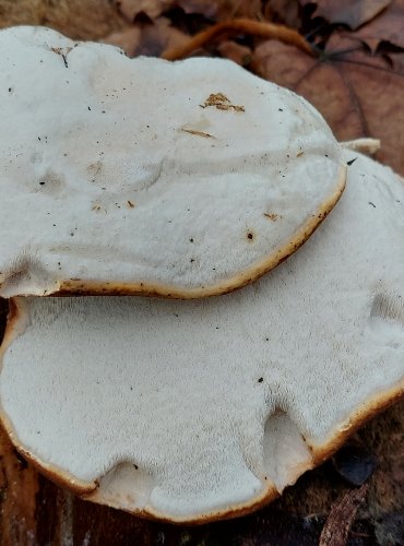 BŘEZOVNÍK OBECNÝ (Piptoporus betulinus) FOTO: Marta Knauerová, 1/2024