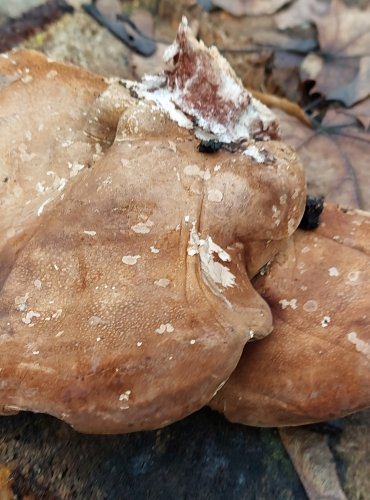 BŘEZOVNÍK OBECNÝ (Piptoporus betulinus) FOTO: Marta Knauerová, 1/2024