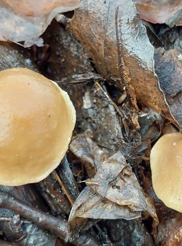 ČEPIČATKA HLÍZONOHÁ (Meottomyces dissimulans) FOTO: Marta Knauerová, 1/2024