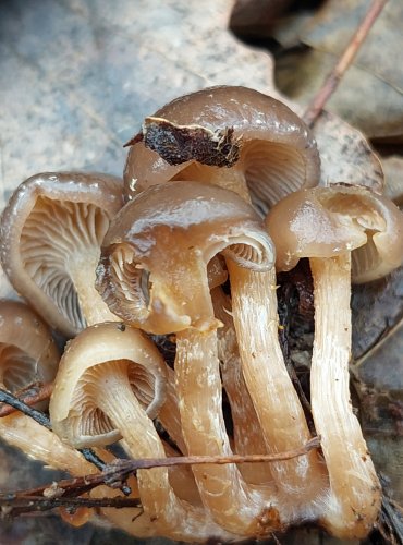 ČEPIČATKA HLÍZONOHÁ (Meottomyces dissimulans) FOTO: Marta Knauerová, 1/2024