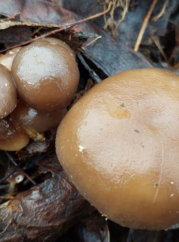 ČEPIČATKA HLÍZONOHÁ (Meottomyces dissimulans) FOTO: Marta Knauerová, 1/2024