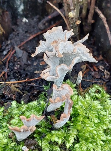 DŘEVNATKA PAROHATÁ (Xylaria hypoxylon) FOTO: Marta Knauerová, 1/2024