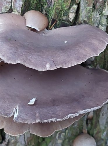 HLÍVA ÚSTŘIČNÁ (Pleurotus ostreatus) FOTO: Marta Knauerová, 1/2024