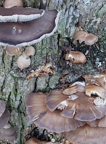 HLÍVA ÚSTŘIČNÁ (Pleurotus ostreatus) FOTO: Marta Knauerová, 1/2024