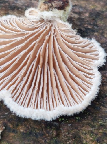 KLANOLÍSTKA OBECNÁ (Schizophyllum commune) FOTO: Marta Knauerová, 1/2024

