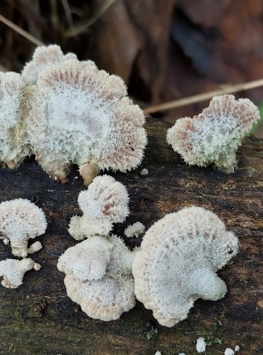 KLANOLÍSTKA OBECNÁ (Schizophyllum commune) FOTO: Marta Knauerová, 1/2024


