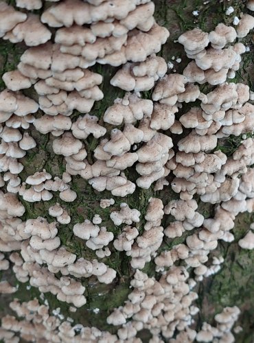 MĚKKOUŠ KADEŘAVÝ (Plicaturopsis crispa) FOTO: Marta Knauerová, 1/2024