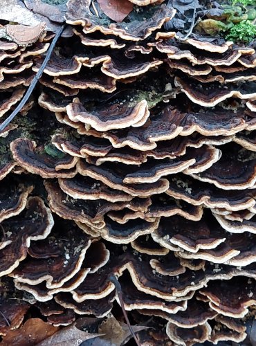 OUTKOVKA PESTRÁ (Trametes versicolor) FOTO: Marta Knauerová, 1/2024
