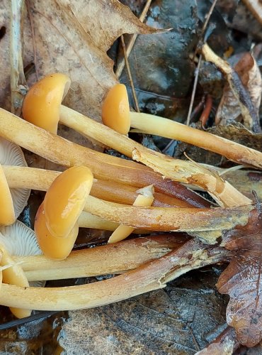PENÍZOVKA SAMETONOHÁ (Flammulina velutipes) FOTO: Marta Knauerová, 1/2024
