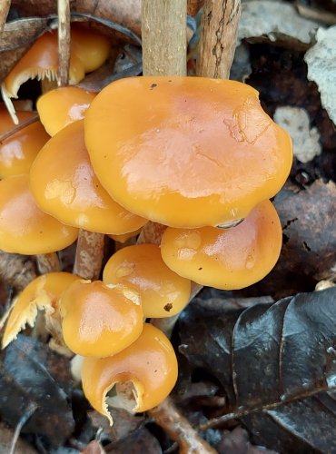 PENÍZOVKA SAMETONOHÁ (Flammulina velutipes) FOTO: Marta Knauerová, 1/2024
