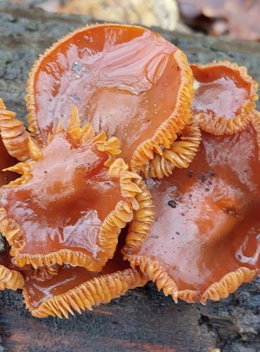 PENÍZOVKA SAMETONOHÁ (Flammulina velutipes) FOTO: Marta Knauerová, 1/2024

