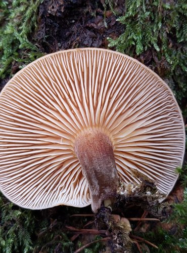 ENÍZOVKA SAMETONOHÁ (Flammulina velutipes) FOTO: Marta Knauerová, 1/2024

