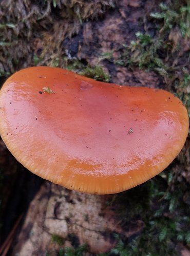 PENÍZOVKA SAMETONOHÁ (Flammulina velutipes) FOTO: Marta Knauerová, 1/2024
