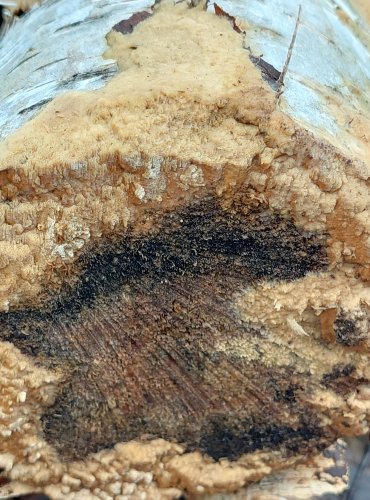 PÓRNOVITKA DROBNOPÓRÁ (Schizopora flavipora) FOTO: Marta Knauerová, 1/2024

