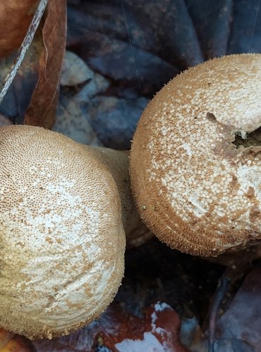 PÝCHAVKA OBECNÁ (Lycoperdon perlatum) FOTO: Marta Knauerová, 1/2024