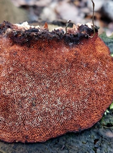 SÍŤKOVEC NAČERVENALÝ (Daedaleopsis confragosa) FOTO: Marta Knauerová, 1/2024
