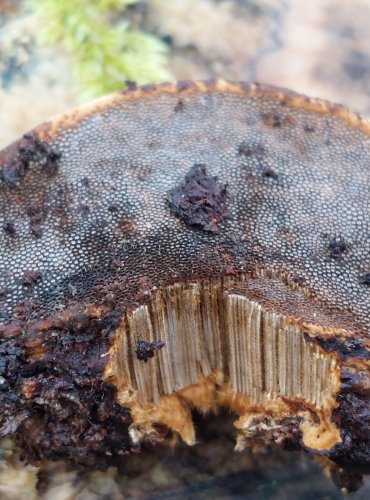 TROUDNATEC KOPYTOVITÝ (Fomes fomentarius) FOTO: Marta Knauerová, 1/2024