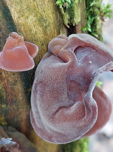 UCHO JIDÁŠOVO (Auricularia auricula-judae) FOTO: Marta Knauerová, 1/2024
