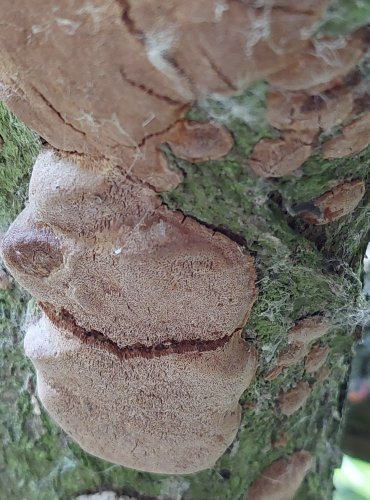 OHŇOVEC OVOCNÝ (Phellinus pomaceus) FOTO: Marta Knauerová, 2022