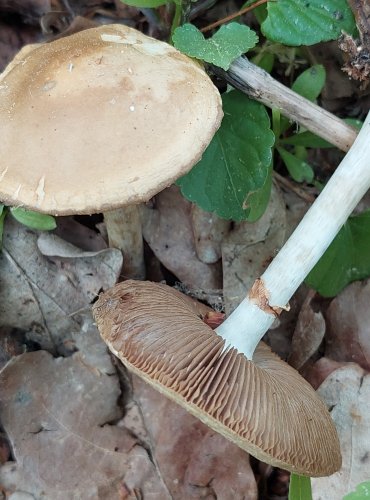 POLNIČKA RANÁ (Agrocybe praecox) FOTO: Marta Knauerová, 2022