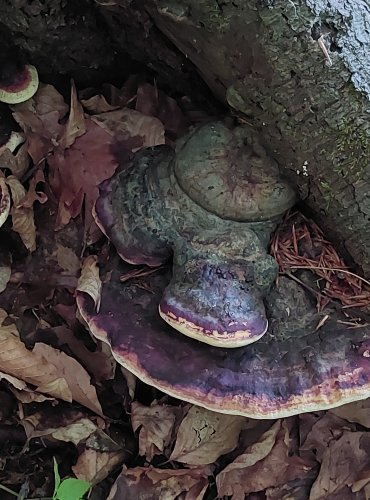 TROUDNATEC PÁSOVANÝ (Fomitopsis pinicola) FOTO: Marta Knauerová