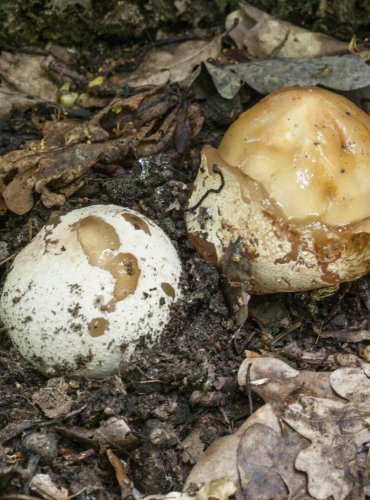 HADOVKA SMRDUTÁ (Phallus impudicus), VAJÍČKO, FOTO: Marta Knauerová, 2022