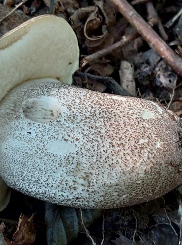 KOZÁK TOPOLOVÝ (Leccinum duriusculum) FOTO: Marta Knauerová, 2022