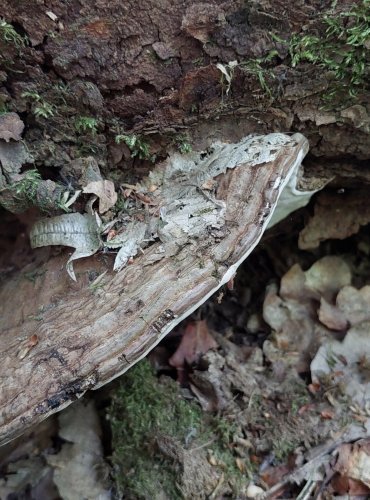 LESKLOKORKA PLOSKÁ (Ganoderma applanatum) FOTO: Marta Knauerová, 2022