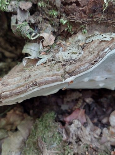 LESKLOKORKA PLOSKÁ (Ganoderma applanatum) FOTO: Marta Knauerová, 2022