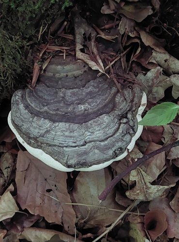 LESKLOKORKA PLOSKÁ (Ganoderma applanatum) FOTO: Marta Knauerová, 2022