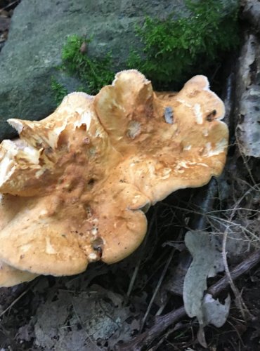 LIŠÁK RYŠAVÝ (Hydnum rufescens) FOTO: Marta Knauerová, 2022