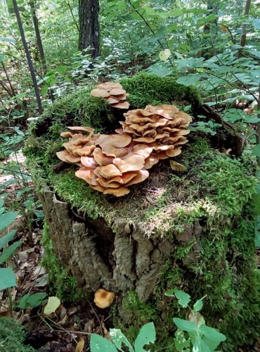 OPEŇKA MĚNLIVÁ (Kuehneromyces mutabilis) FOTO: Marta Knauerová, 2022