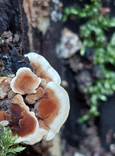 OUTKOVKA PESTRÁ (Trametes versicolor) FOTO: Marta Knauerová, 2022