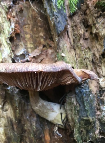 VÁCLAVKA HLÍZNATÁ (Armillaria gallica) FOTO: Marta Knauerová