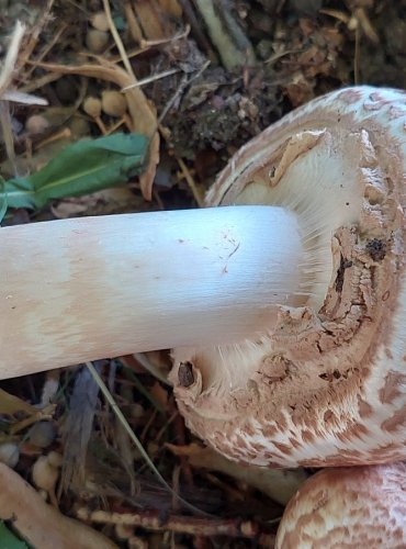 ŽAMPION BOHUSŮV (Agaricus bohusii) FOTO: Marta Knauerová, 2022