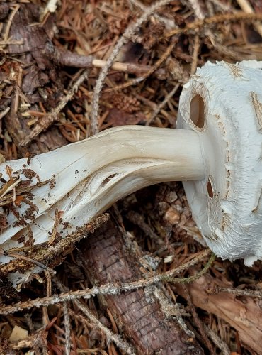 BEDLA ČERVENAJÍCÍ (Chlorophyllum rachodes) FOTO: Marta Knauerová, 2022