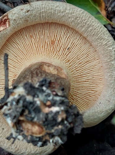 ČECHRATKA PODVINUTÁ (Paxillus involutus) FOTO: Marta Knauerová, 2022