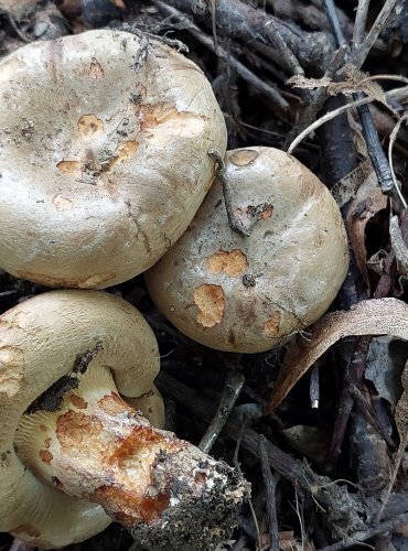 ČECHRATKA PODVINUTÁ (Paxillus involutus) FOTO: Marta Knauerová, 2022