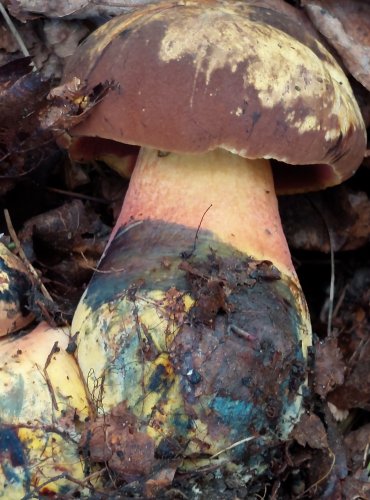 HŘIB BARVOMĚNNÝ (Neoboletus xanthopus) FOTO: Marta Knauerová, 2022