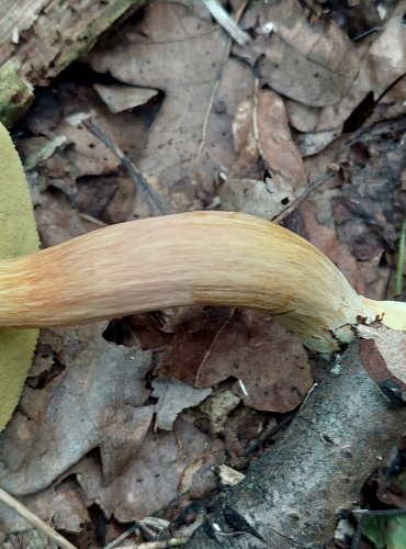 HŘIB ENGELŮV (Xerocomellus engelii) FOTO: Marta Knauerová, 2022