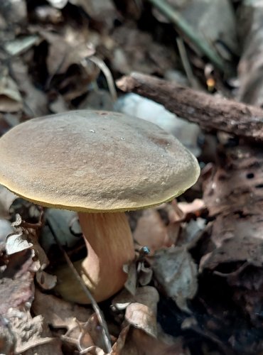 HŘIB ENGELŮV (Xerocomellus engelii) FOTO: Marta Knauerová, 2022