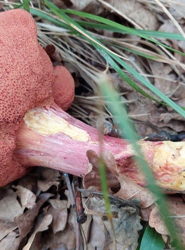 HŘIB RUBÍNOVÝ (Rubinoboletus rubinus) velmi vzácný, zapsán v Červeném seznamu hub (makromycetů) v kategorii EN – ohrožený druh, FOTO: Marta Knauerová, 2022